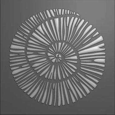 FUNKY FOSSIL AMMONITE 3D PLIOIR
